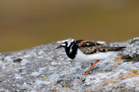 Turnstone, Ekkeroya, Norway, June 2025