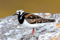 Turnstone, Ekkeroya, Norway, June 2025