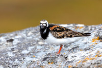 Turnstone, Ekkeroya, Norway, June 2025