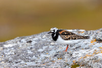 Turnstone, Ekkeroya, Norway, June 2025