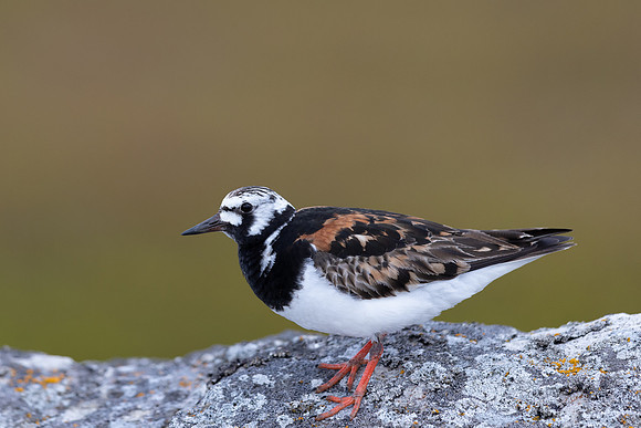 Turnstone, Ekkeroya, Norway, June 2025