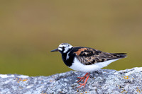 Turnstone, Ekkeroya, Norway, June 2025
