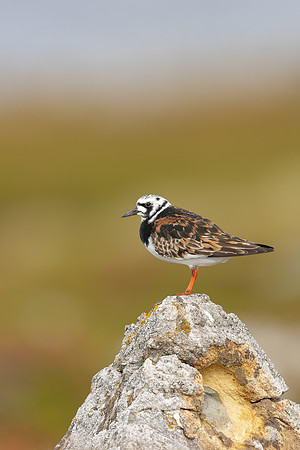 Turnstone, Ekkeroya, Norway, June 2025