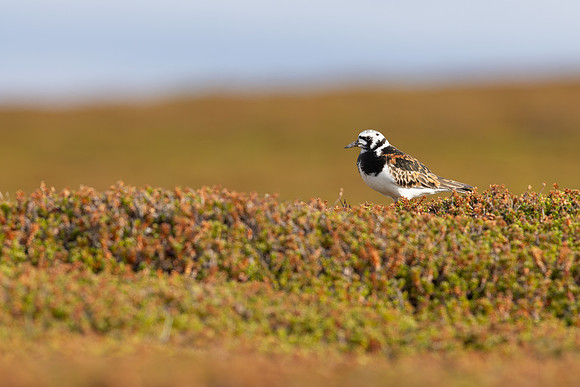 Turnstone, Ekkeroya, Norway, June 2025