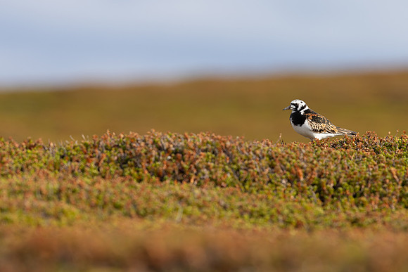 Turnstone, Ekkeroya, Norway, June 2025