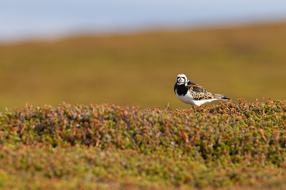 Turnstone, Ekkeroya, Norway, June 2025