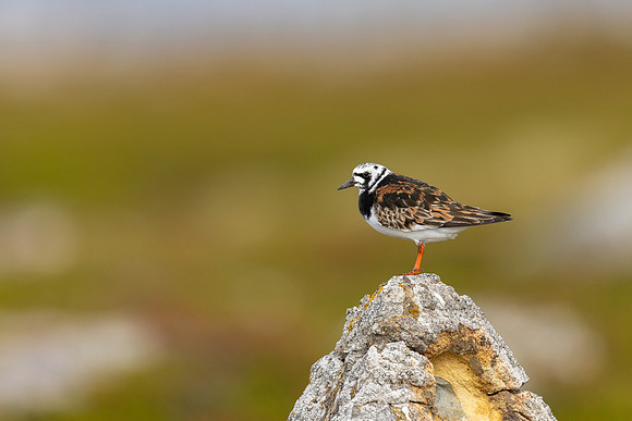 Turnstone, Ekkeroya, Norway, June 2025