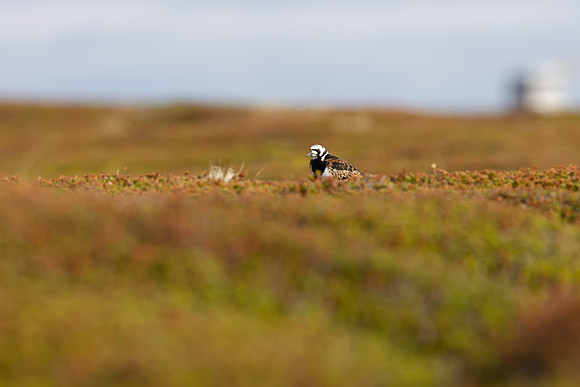 Turnstone, Ekkeroya, Norway, June 2025