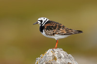 Turnstone