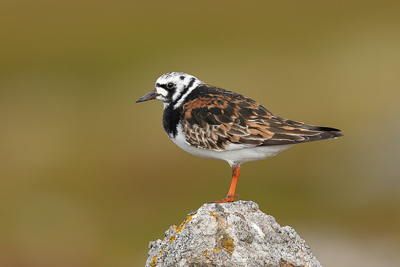 Turnstone, Ekkeroya, Norway, June 2025