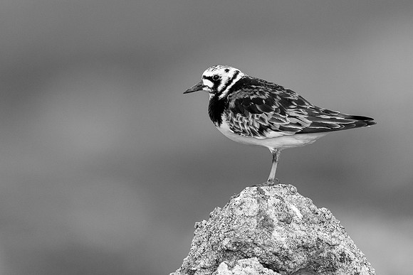 Turnstone, Ekkeroya, Norway, June 2025