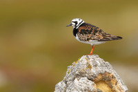 Turnstone, Ekkeroya, Norway, June 2025