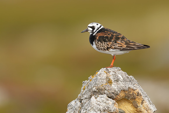 Turnstone, Ekkeroya, Norway, June 2025