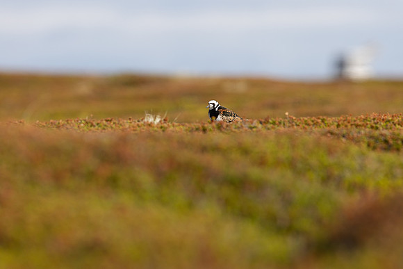 Turnstone, Ekkeroya, Norway, June 2025