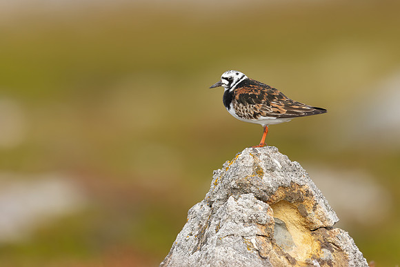 Turnstone, Ekkeroya, Norway, June 2025