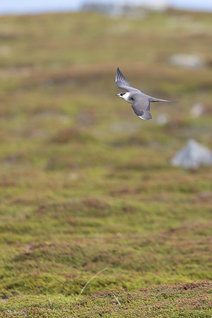 Arctic Skua, Ekkeroya, Norway, June 2025