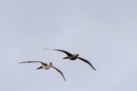 Arctic Skua, Ekkeroya, Norway, June 2025
