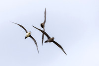 Arctic Skua, Ekkeroya, Norway, June 2025