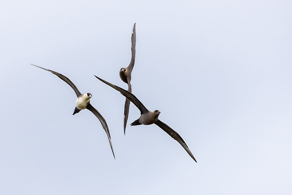 Arctic Skua, Ekkeroya, Norway, June 2025