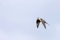 Arctic Skua