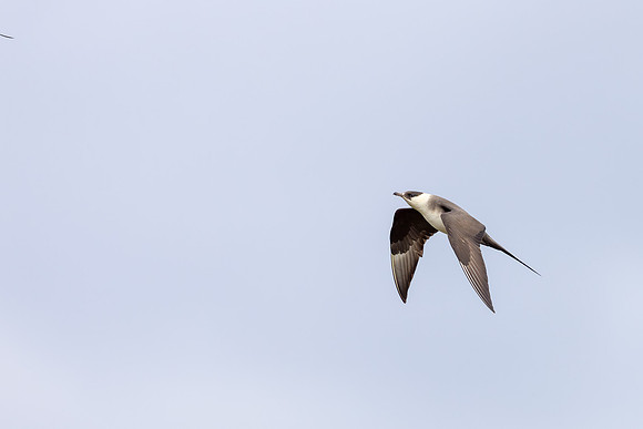 Arctic Skua, Ekkeroya, Norway, June 2025