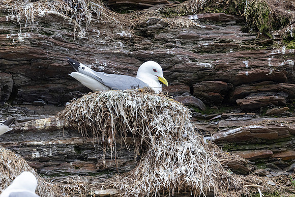 Kittiwake, Ekkeroya, Norway, June 2025
