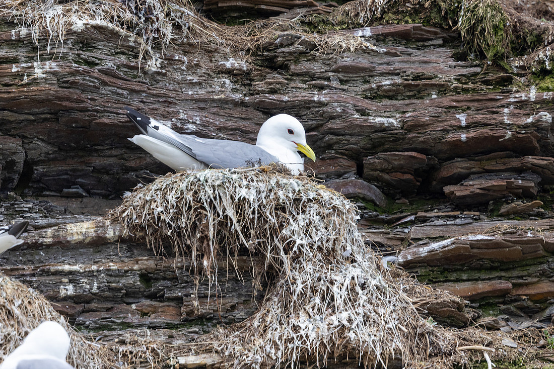 Kittiwake, Ekkeroya, Norway, June 2025