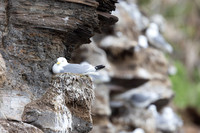 Kittiwake, Ekkeroya, Norway, June 2025