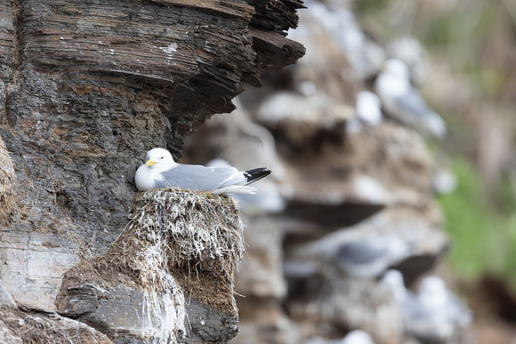 Kittiwake, Ekkeroya, Norway, June 2025