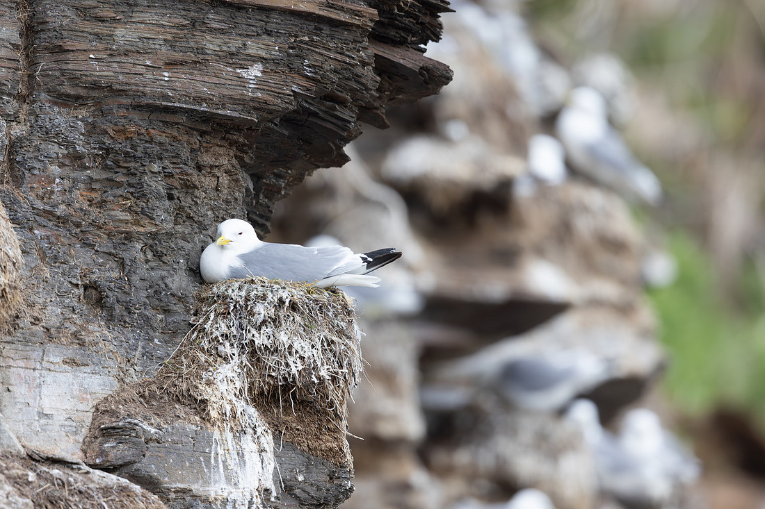 Kittiwake, Ekkeroya, Norway, June 2025