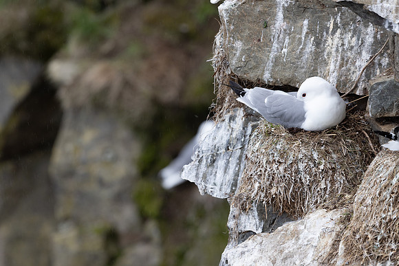 Kittiwake, Ekkeroya, Norway, June 2025