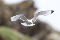 Kittiwake, Ekkeroya, Norway, June 2025