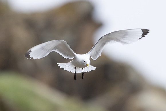 Kittiwake, Ekkeroya, Norway, June 2025