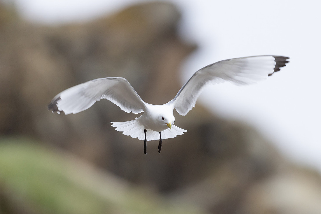 Kittiwake, Ekkeroya, Norway, June 2025