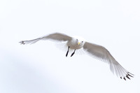 kittiwake
