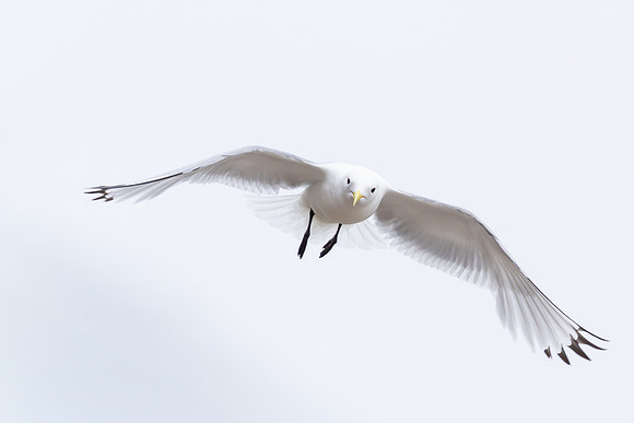 Kittiwake, Ekkeroya, Norway, June 2025