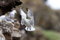 Kittiwake, Ekkeroya, Norway, June 2025