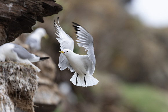 Kittiwake, Ekkeroya, Norway, June 2025