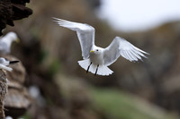 Kittiwake, Ekkeroya, Norway, June 2025