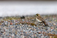 Horned Lark