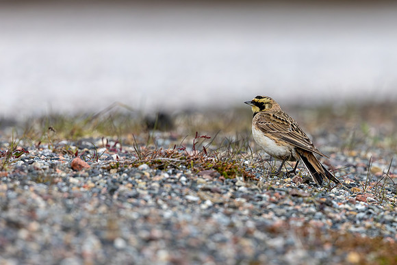 Horned Lark, Norway, June 2025