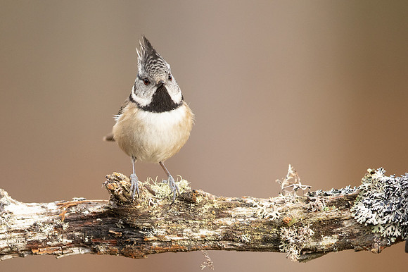 Crested Tit, Loch Garten, February 2022