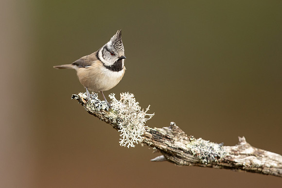 Crested Tit, Loch Garten, February 2022