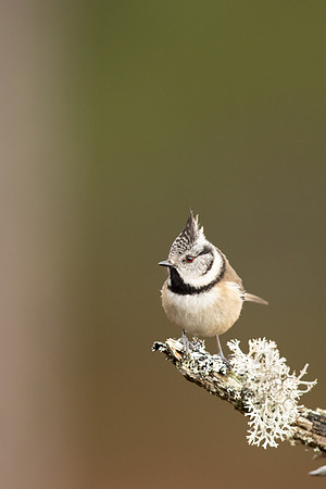 Crested Tit, Loch Garten, February 2022