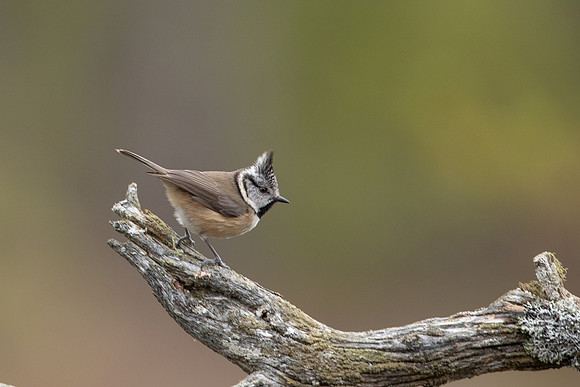 Crested Tit, Loch Garten, February 2022