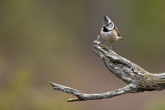 Crested Tit, Loch Garten, February 2022