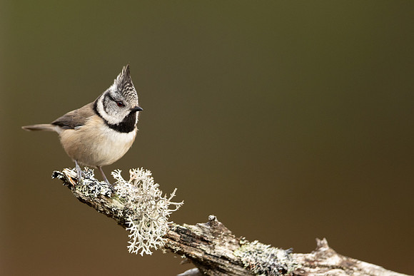 Crested Tit, Loch Garten, February 2022