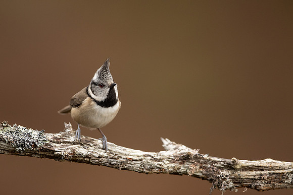 Crested Tit, Loch Garten, February 2022