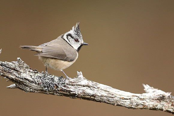 Crested Tit, Loch Garten, February 2022