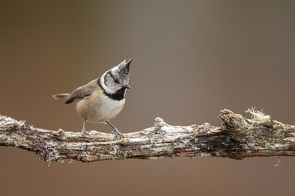 Crested Tit, Loch Garten, February 2022